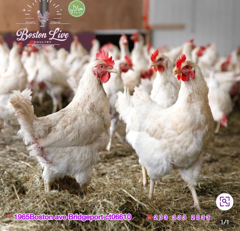 Boston Live Poultry Chicken — photo 1