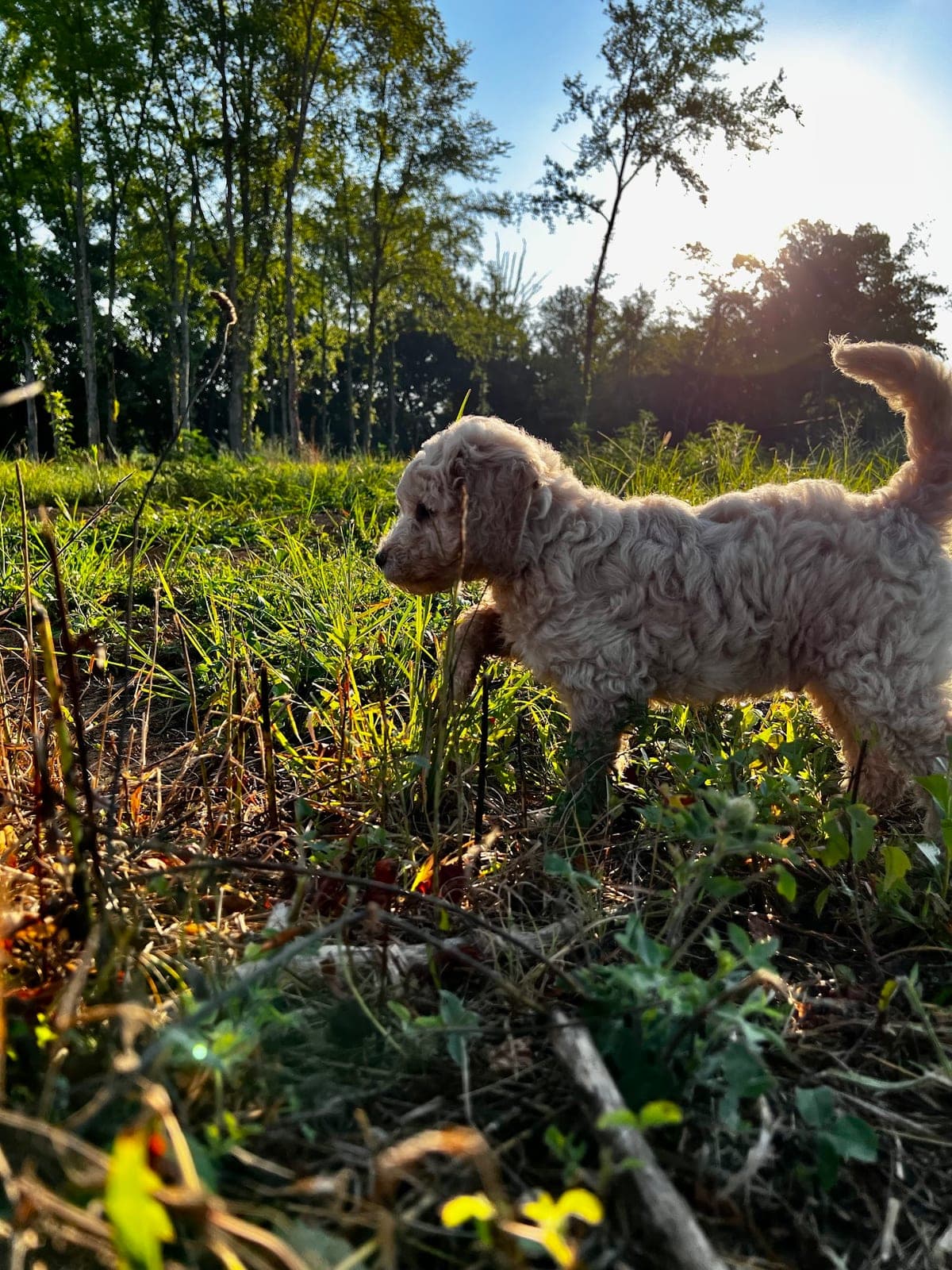 Noodles & Doodles — photo 4